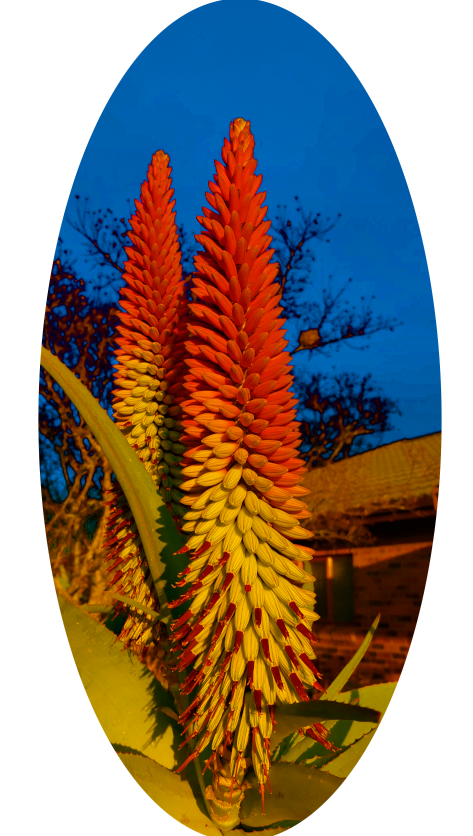 Aloe Flower