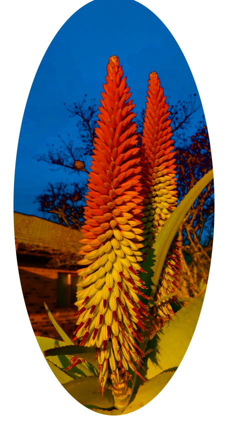 Aloe Flower