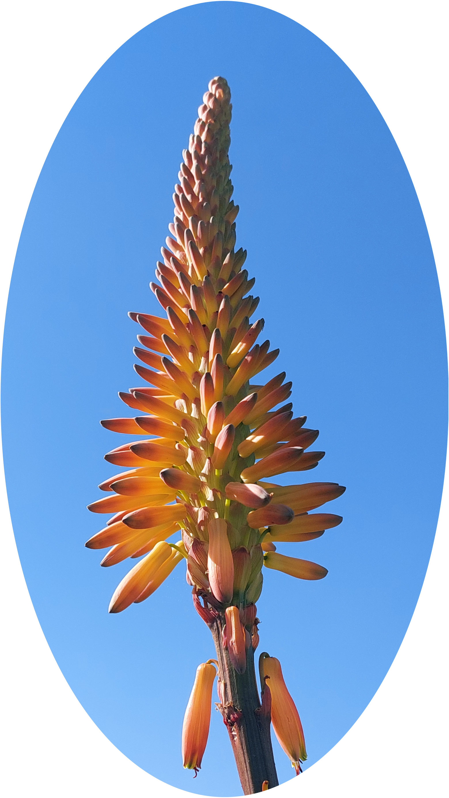 Aloe Flower