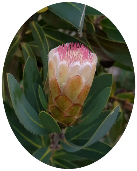 Pincushion Protea