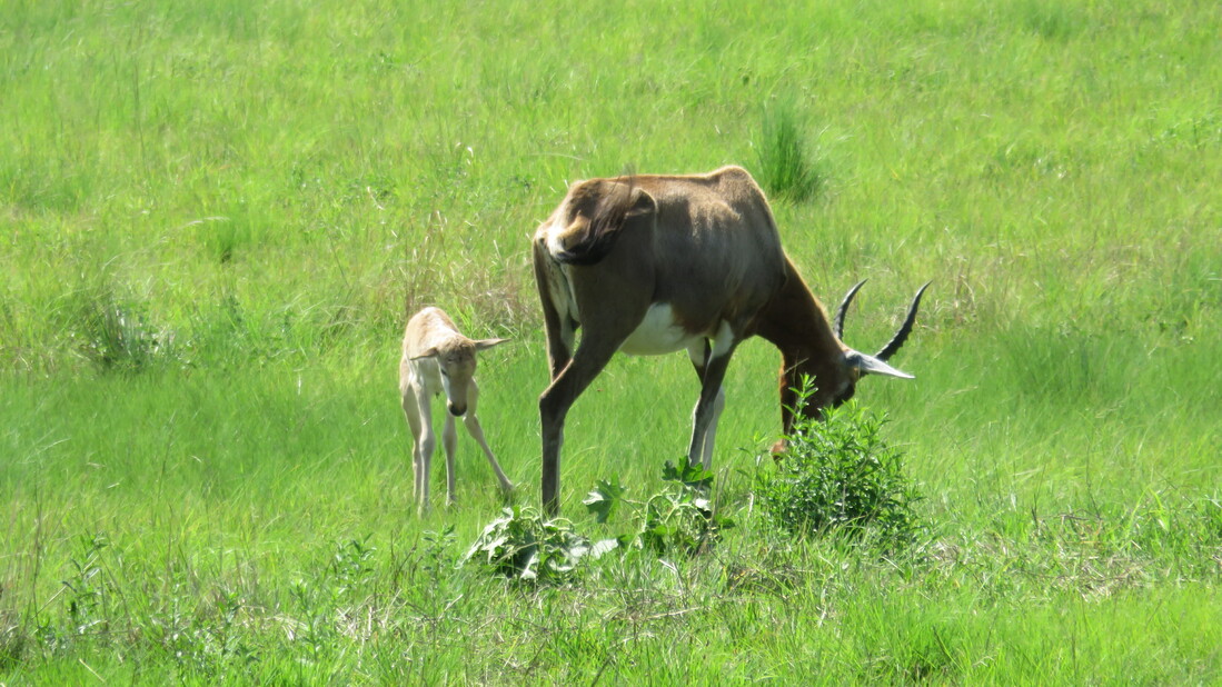 Amber Valley Game Area - Blesbok Lamb
