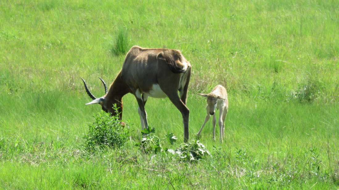 Amber Valley Game Area - Blesbok Lamb
