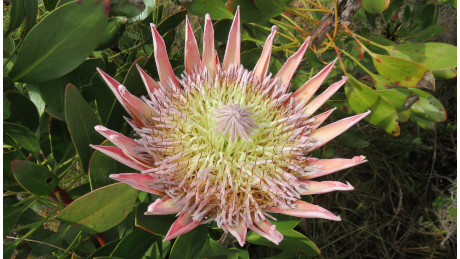 Pincushion Protea