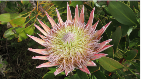 Pincushion Protea