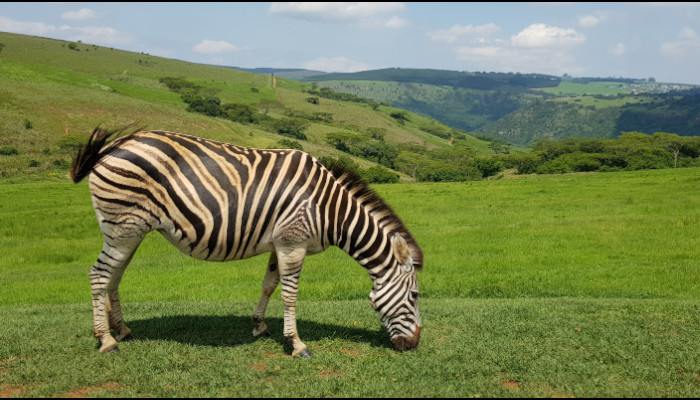 Amber Valley Zebra