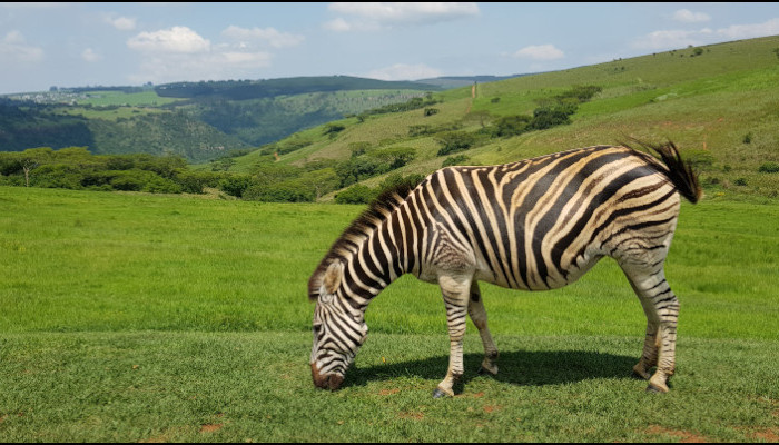 Amber Valley Zebra