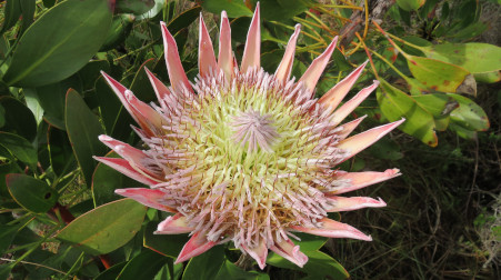 Pincushion Protea