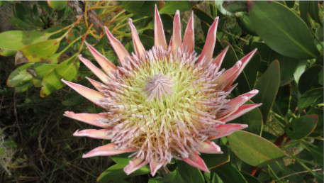 Pincushion Protea