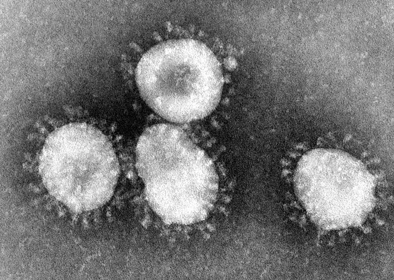 Wikipedia - The Corona Virus