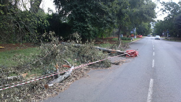 Fallen Tree Left