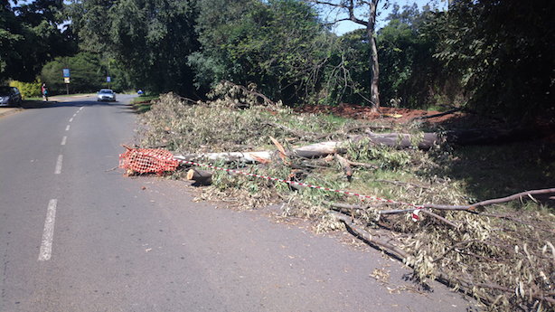 Fallen Tree Right