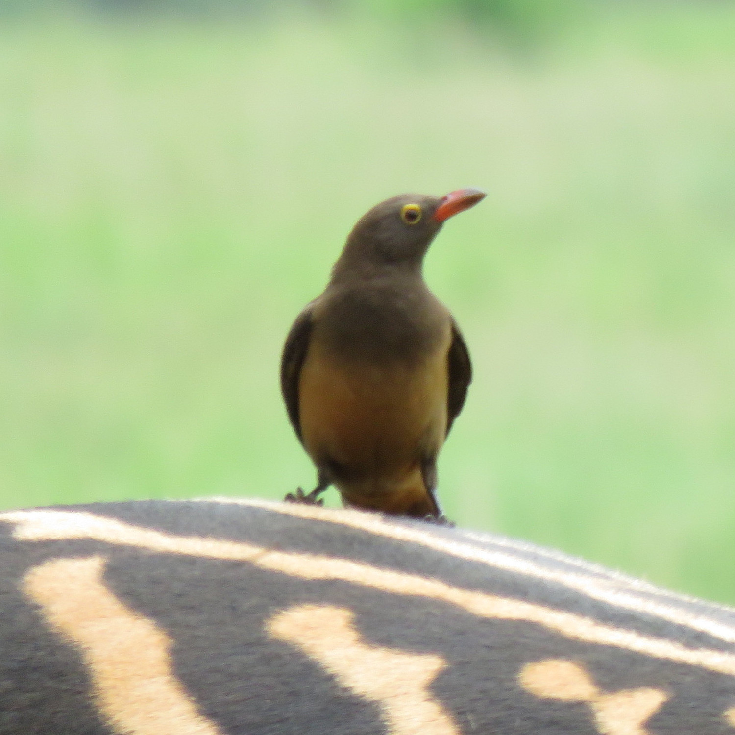 Red Billed Ox Pecker