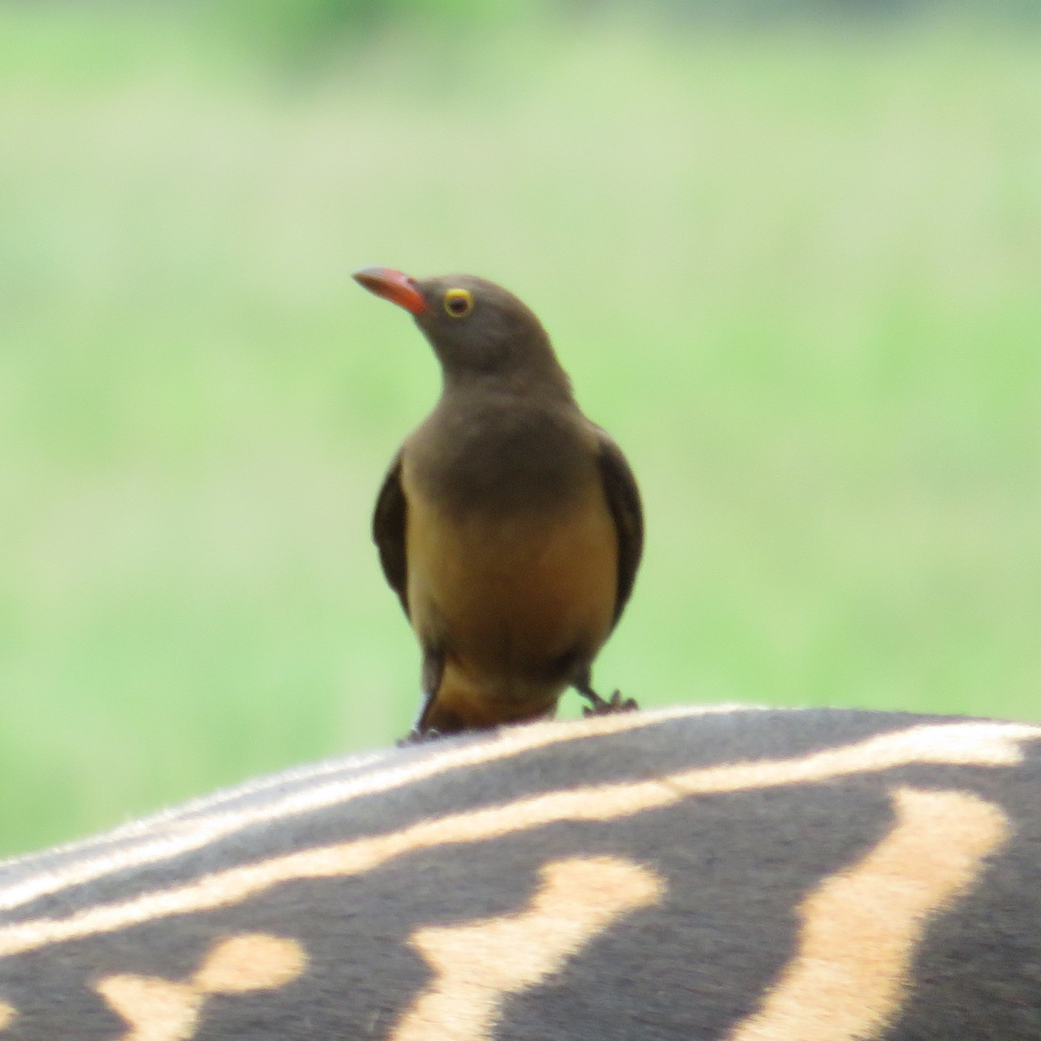 Red Billed Ox Pecker