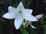 thumbs/crinum.jpg