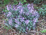 thumbs/plectranthus.jpg