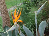 thumbs/strelitzia.jpg