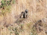 thumbs/116-two-baboons.jpg