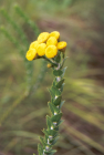 thumbs/helichrysum.png
