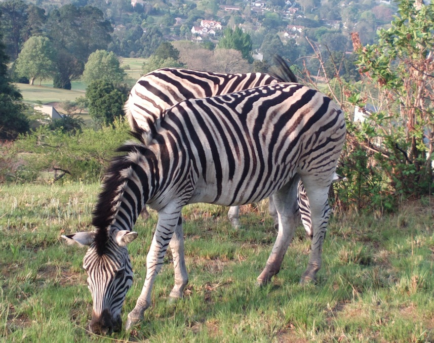 Queen Elizabeth Park Zebras