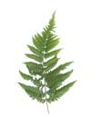 Fern Hill Systems left fern frond