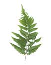 Fern Hill Systems right fern frond